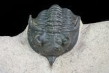 Pseudocryphaeus (Cryphina) Trilobite - Lghaft, morocco #75566-1